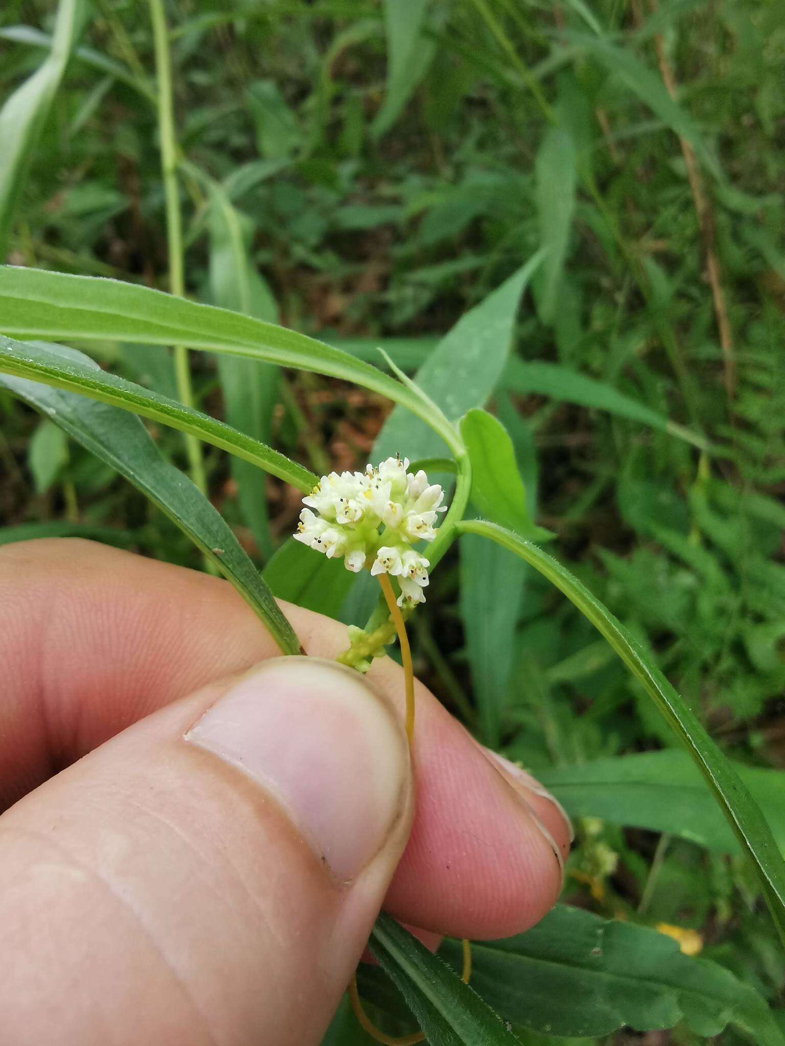 Image of buttonbush dodder