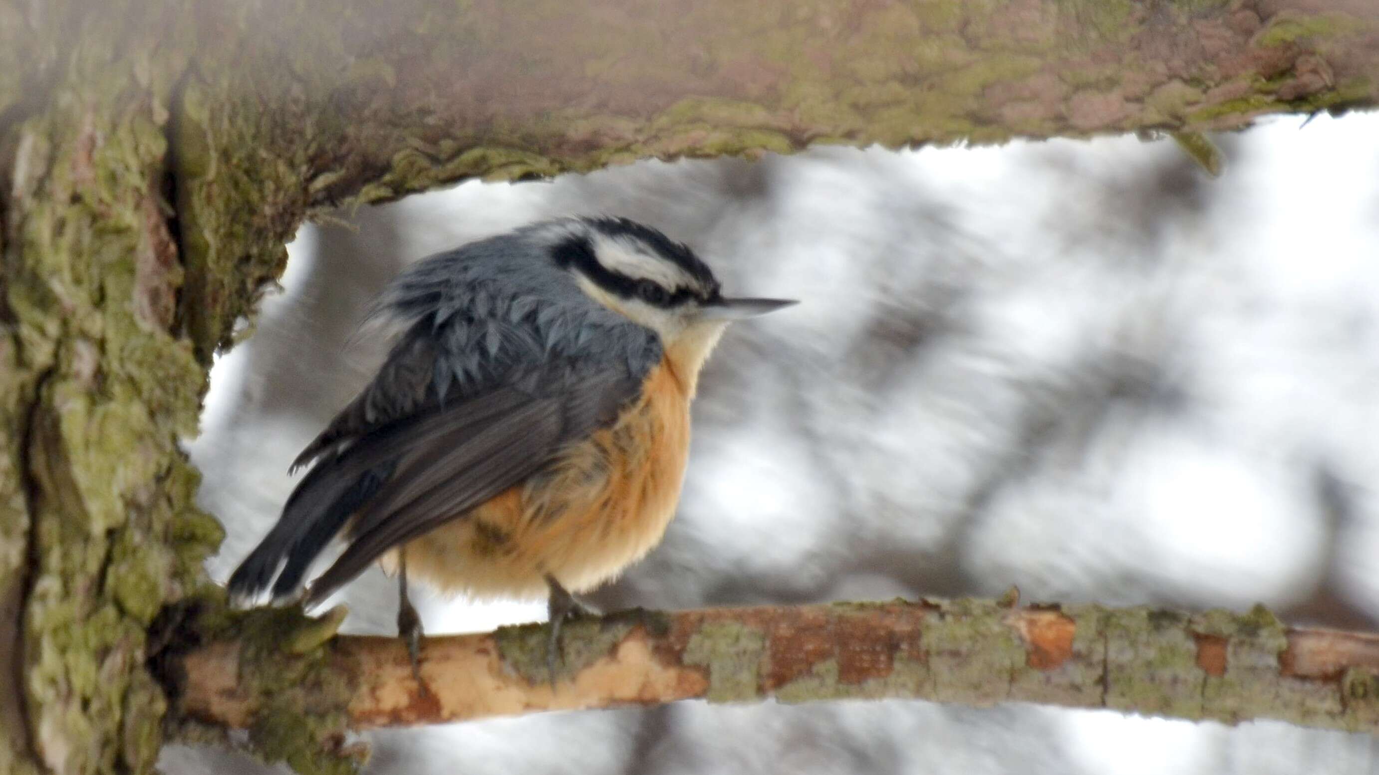 Image of Red-breasted Nuthatch