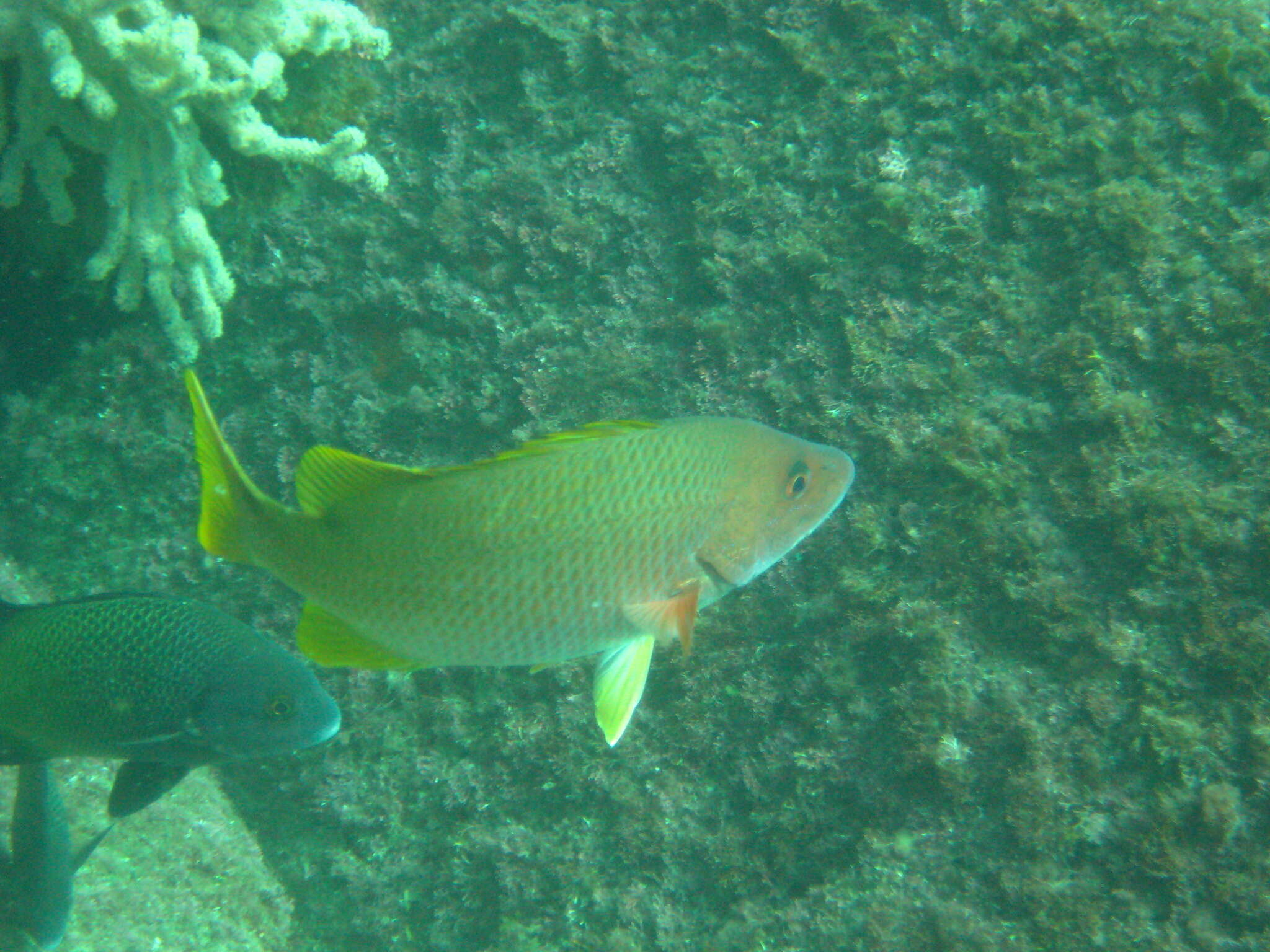 Image of Amarillo snapper