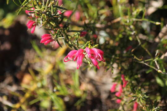 Image of Grevillea lavandulacea Schltdl.