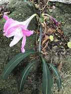 Слика од Hippeastrum reticulatum (L'Hér.) Herb.