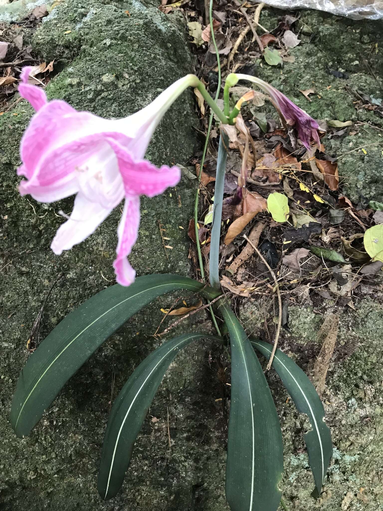 Слика од Hippeastrum reticulatum (L'Hér.) Herb.