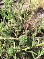 Image of Honey-Scented Pincushion-Plant