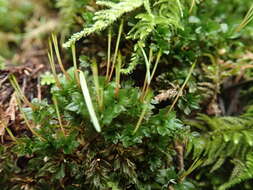 Image of largetooth calcareous moss