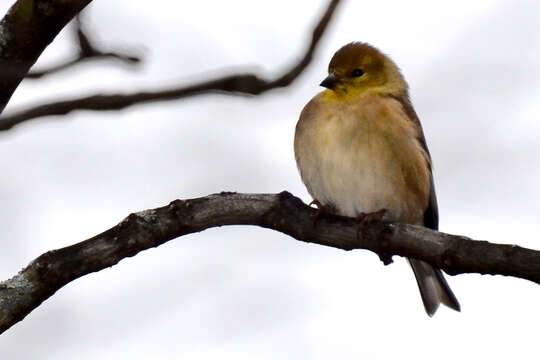 Imagem de Spinus tristis (Linnaeus 1758)