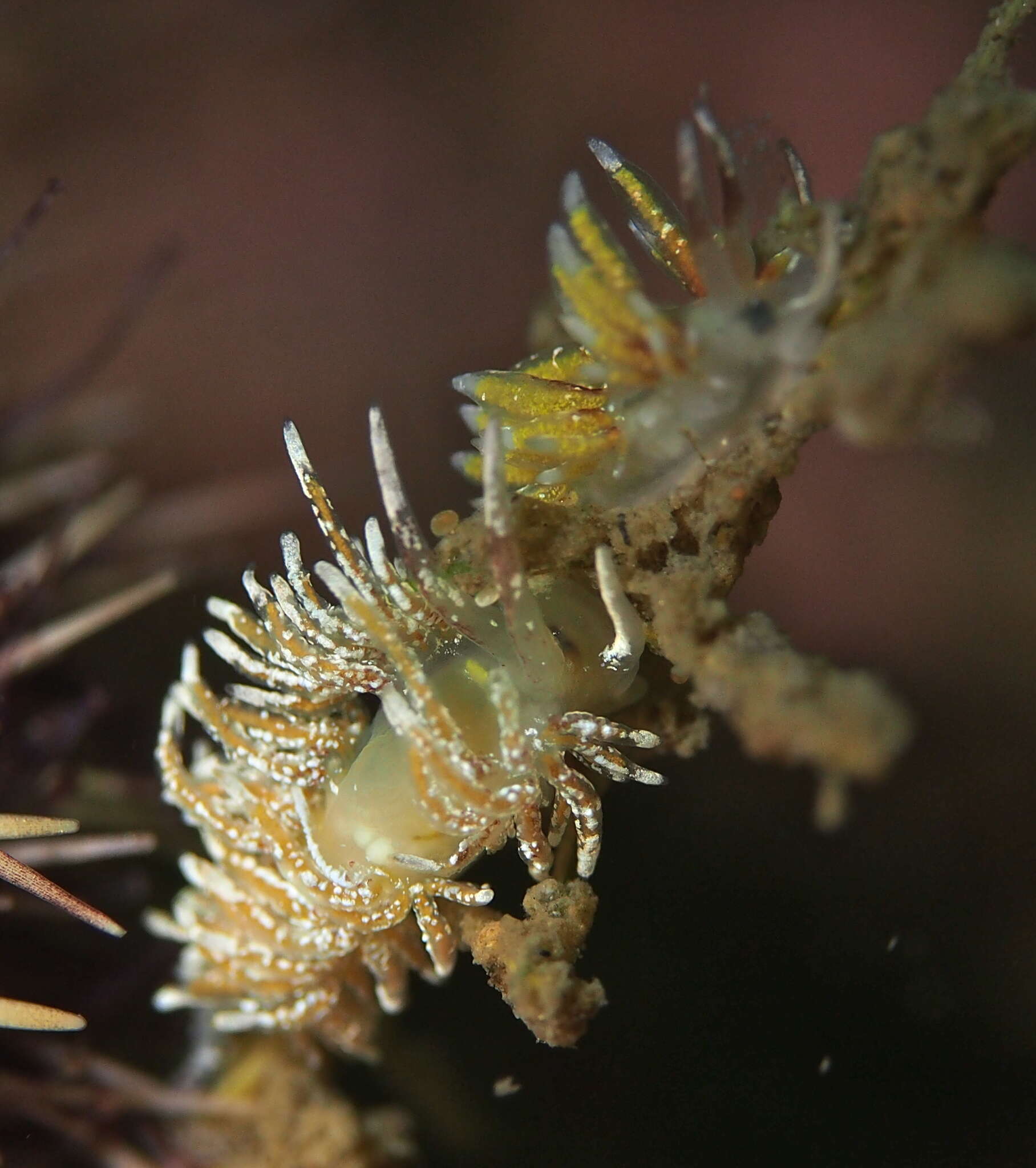 Image of Rubramoena rubescens (Picton & G. H. Brown 1978)