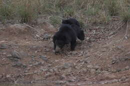 Image of Sloth Bear