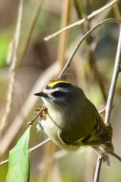 Image of Golden-crowned Kinglet