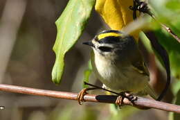 Image of Golden-crowned Kinglet