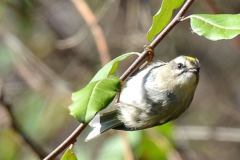 Image of Golden-crowned Kinglet