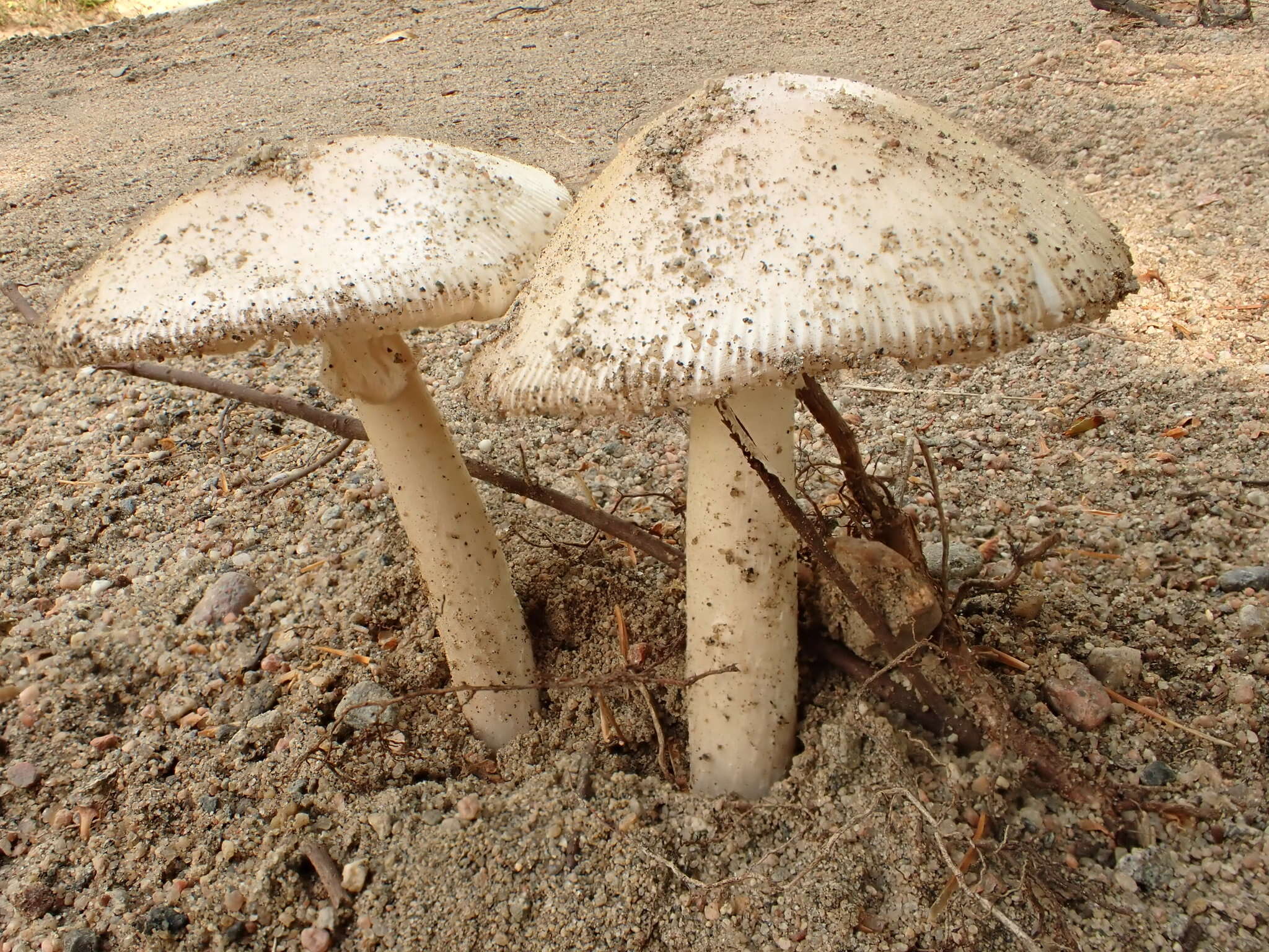 Image of Amanita murrilliana Singer 1951