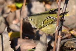 Image of goldcrests and kinglets