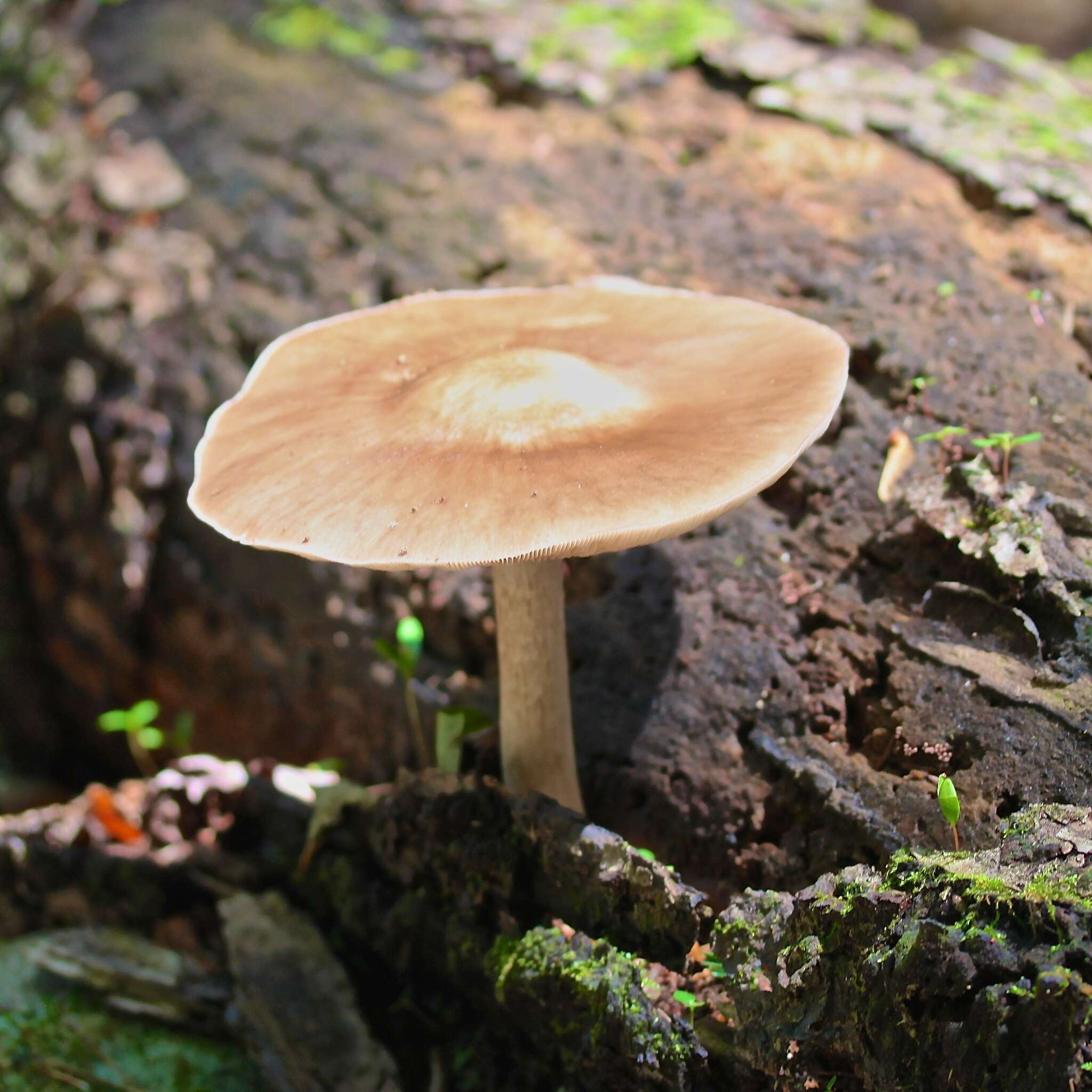 Image of Pluteus cervinus (Schaeff.) P. Kumm.