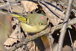 Image of goldcrests and kinglets