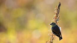 Image of American Goldfinch