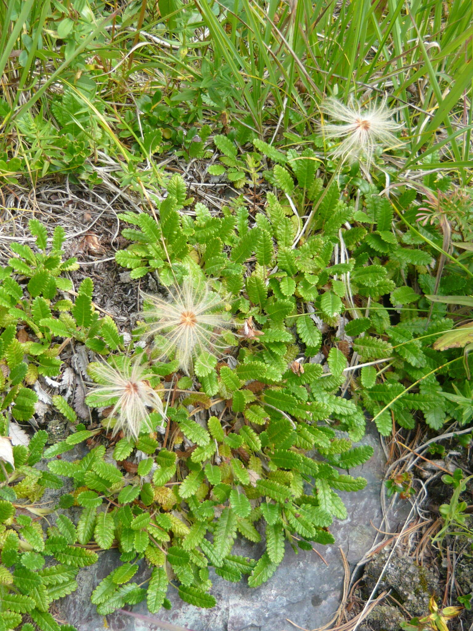 Imagem de Dryas octopetala subsp. oxyodonta (Juz.) Hult.