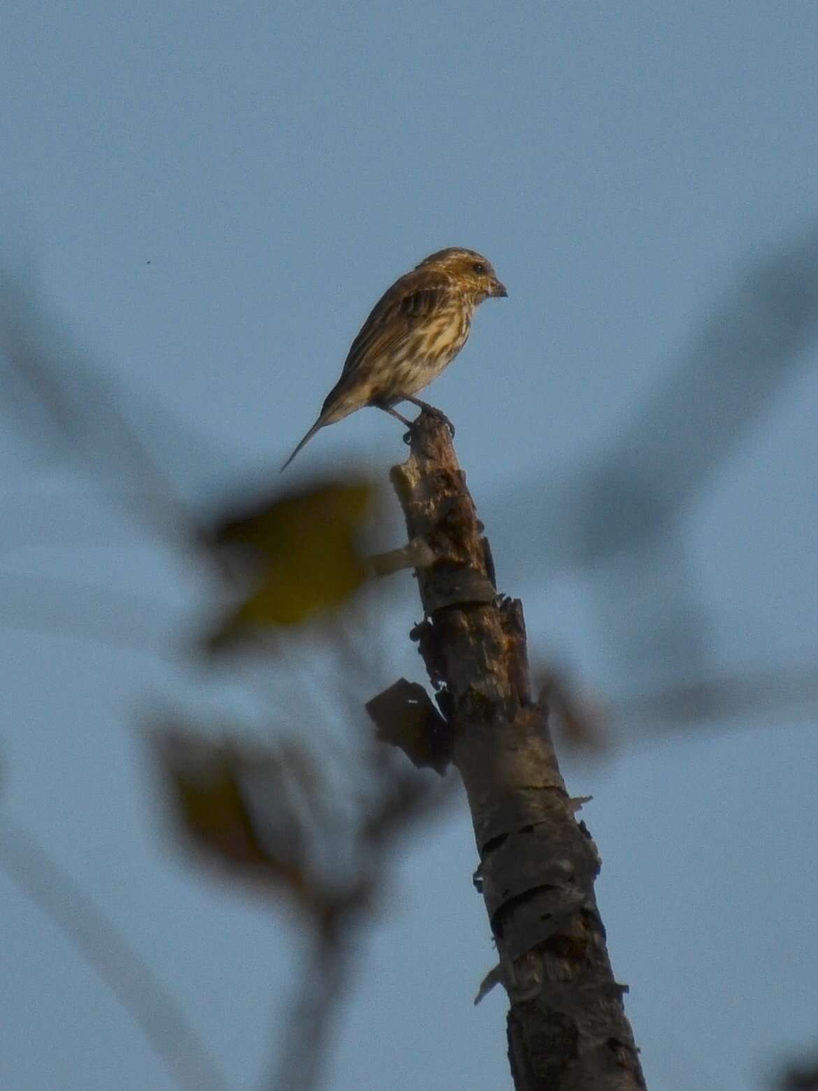 Image of Purple Finch