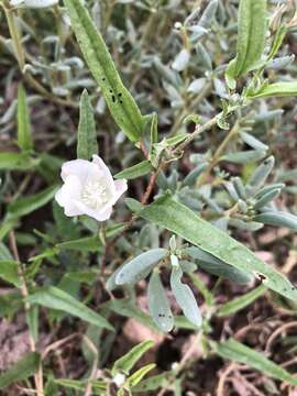 Image of arrowleaf mallow