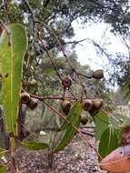 Image of Eucalyptus staeri Maiden ex Kessell & C. A. Gardner