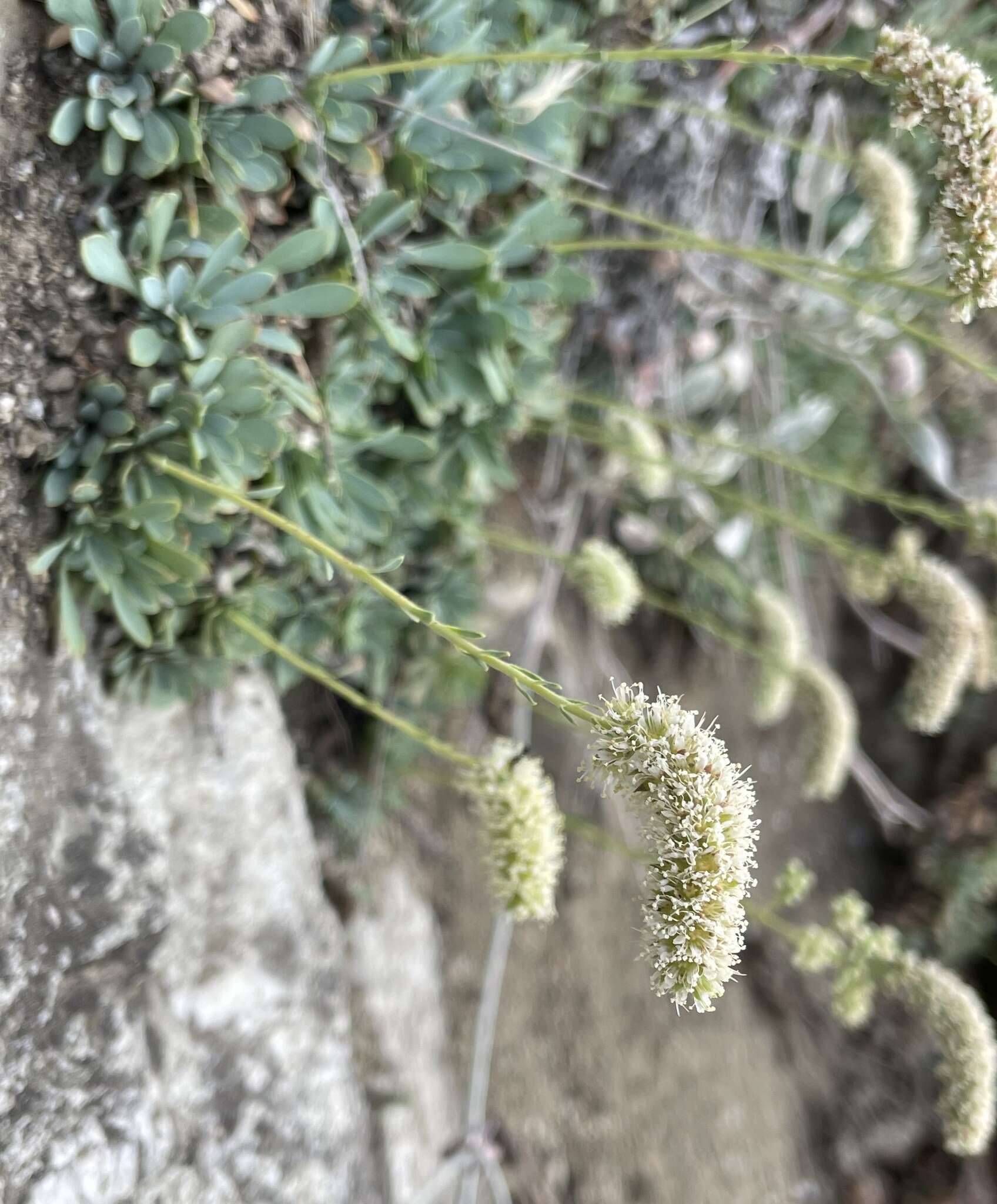 Petrophytum cinerascens (Piper) Rydb.的圖片