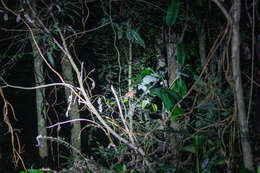 Image of Santa Marta Screech Owl