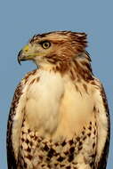 Image of Red-tailed Hawk