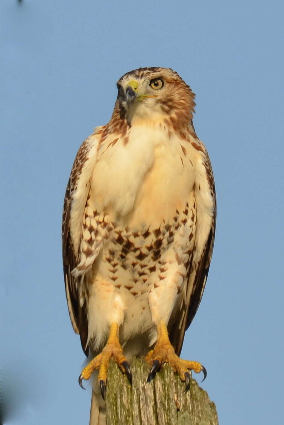 Image of Red-tailed Hawk