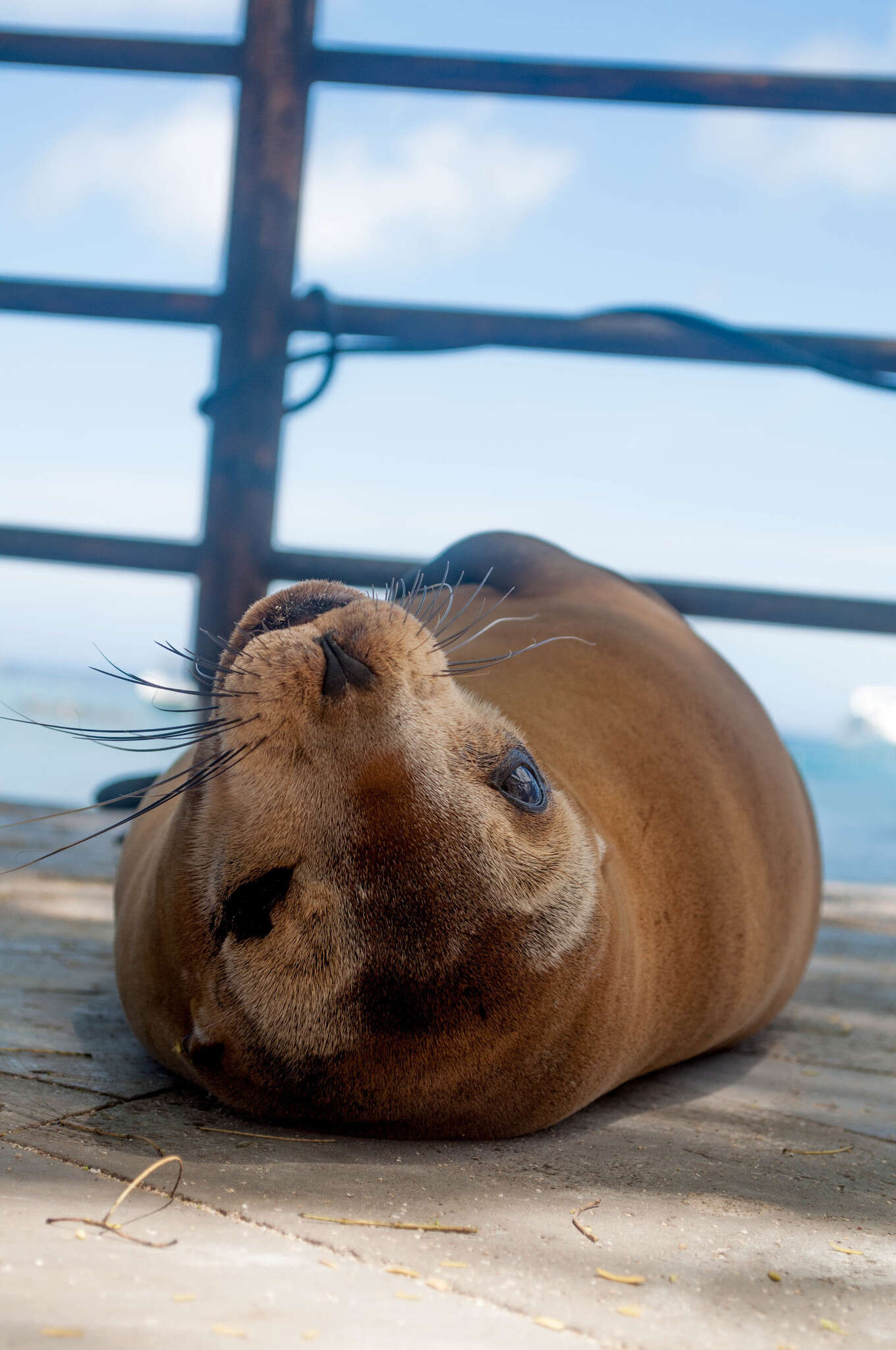 Image of Sea Lion