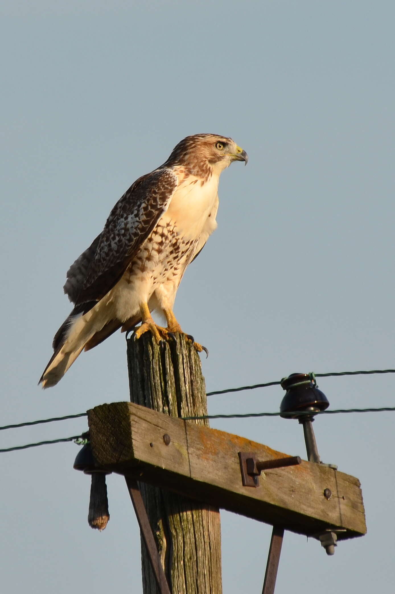 Image of Red-tailed Hawk