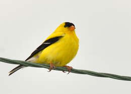 Image of American Goldfinch