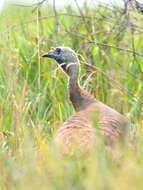 Imagem de Meleagris gallopavo Linnaeus 1758