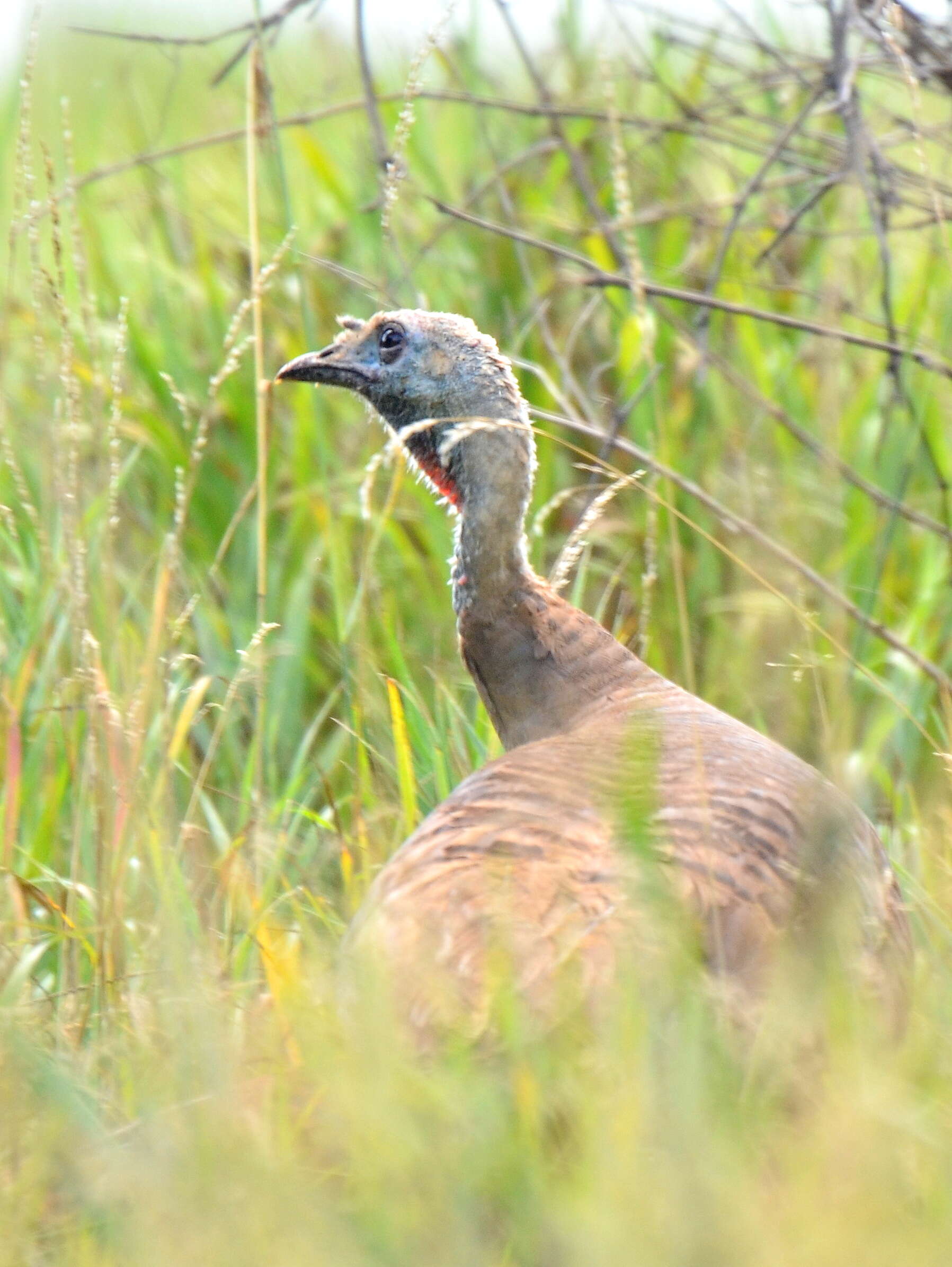 Imagem de Meleagris gallopavo Linnaeus 1758