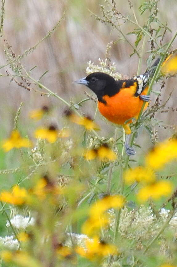 Image of Baltimore Oriole