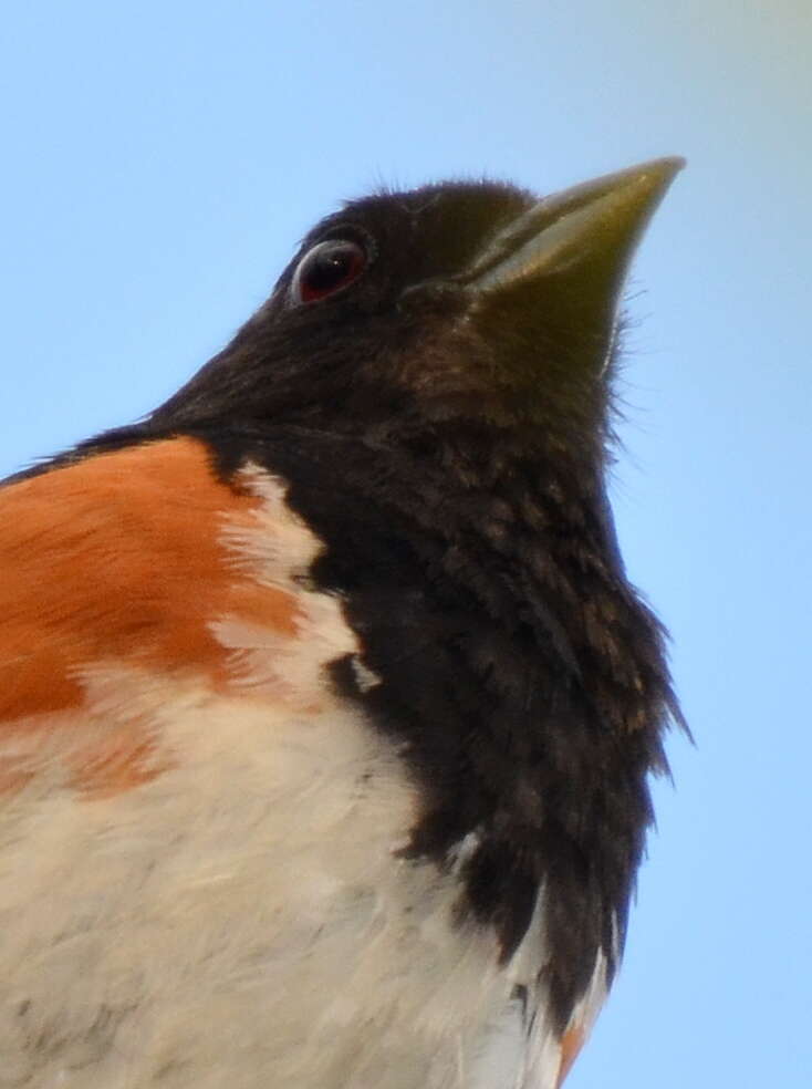 Image of Eastern Towhee