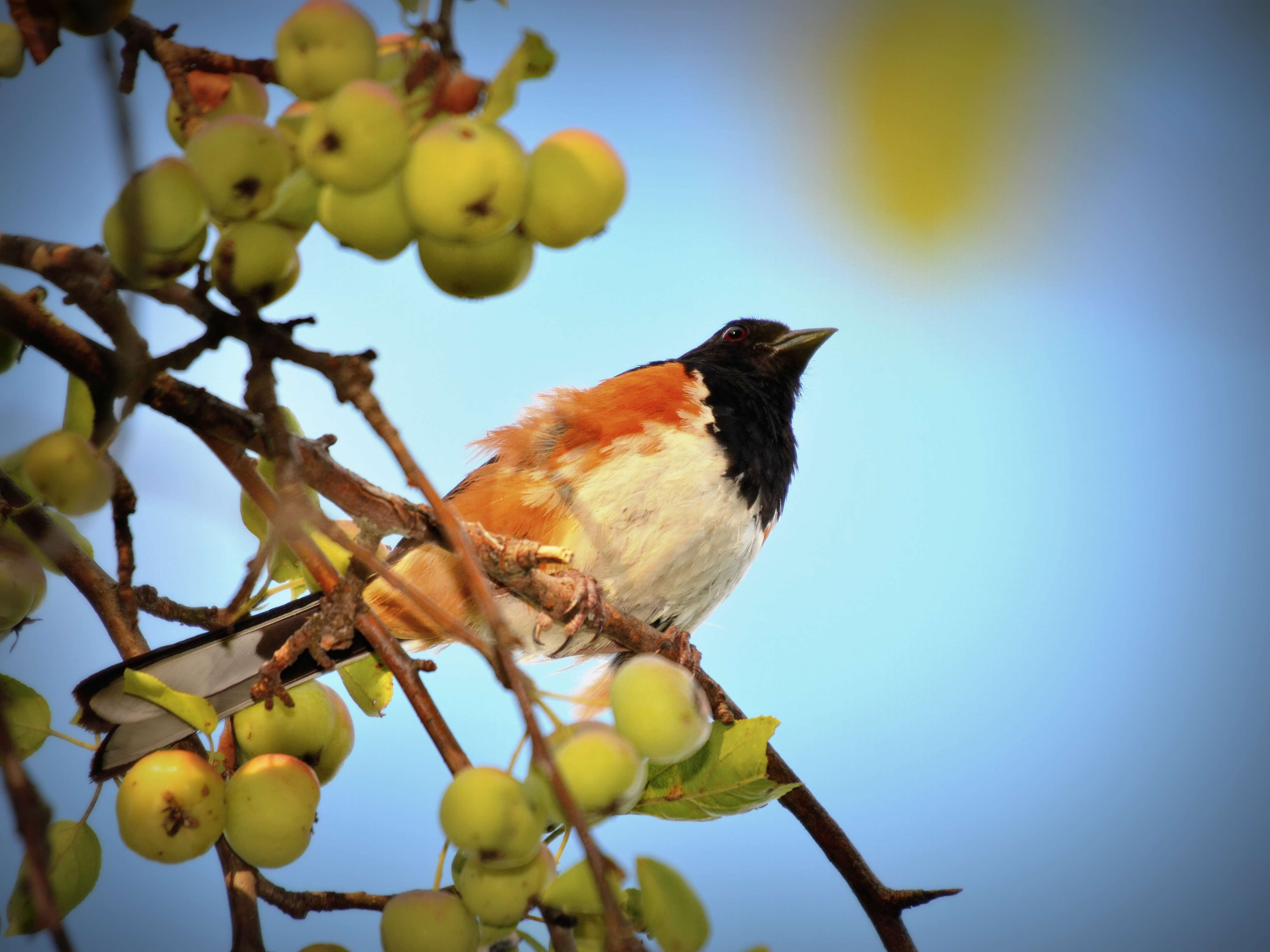 Image of Eastern Towhee