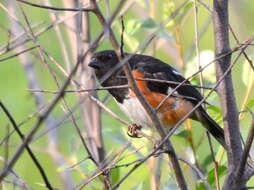 Image of Eastern Towhee