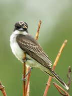 Image of Eastern Kingbird