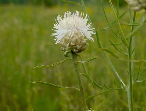 Image of Centaurea margaritacea Ten.