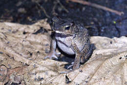 Image of Sulawesian Toad