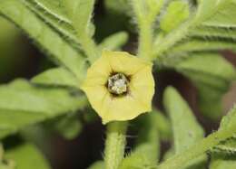 Image of Physalis ampla Waterf.