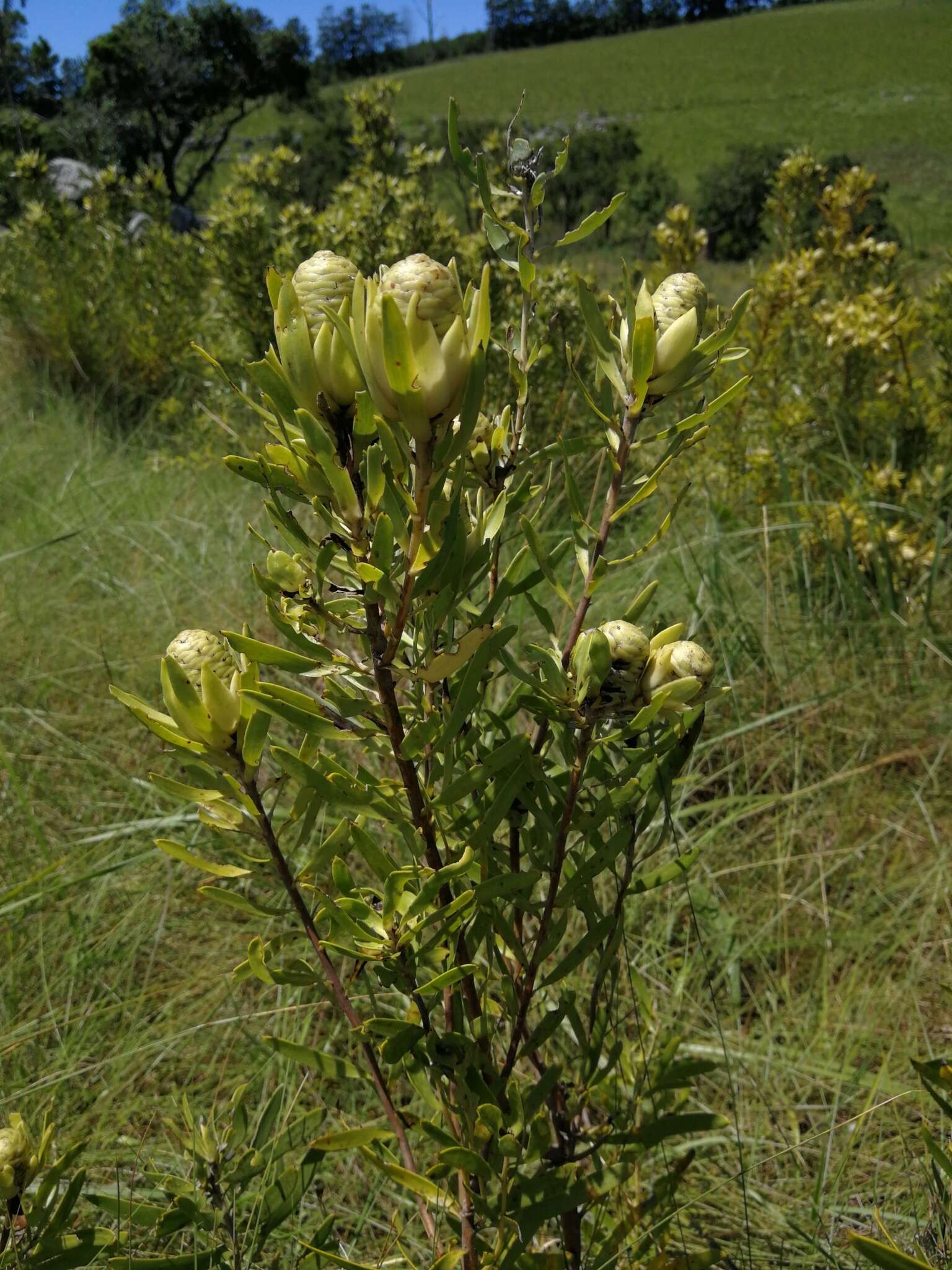 Image of Leucadendron spissifolium subsp. natalense (Thode & Gilg) I. Williams