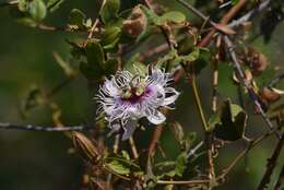 Image of Passiflora ciliata var. santiagana (Killip) Vanderpl.