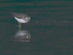 Image of Solitary Sandpiper