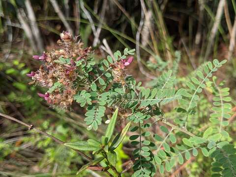 Image of Florida prairie-clover