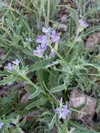 Image of Matthiola parviflora (Schousb.) W. T. Aiton