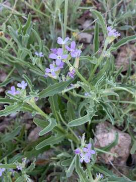 Imagem de Matthiola parviflora (Schousb.) W. T. Aiton