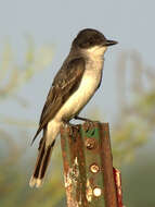 Image of Eastern Kingbird