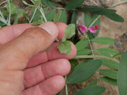 Image of Vernonia arabica F. G. Davies