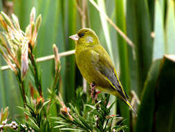 Image of Chloris Cuvier 1800