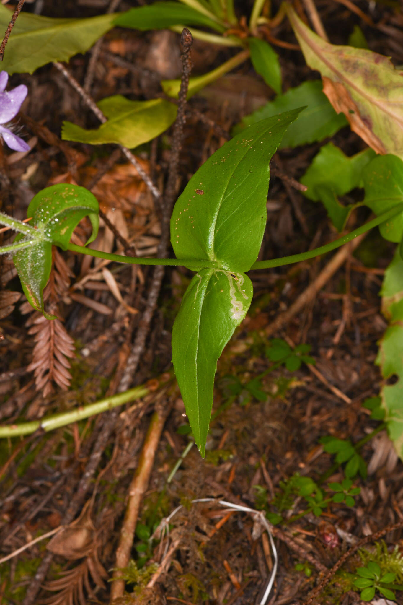 Image of Rattan's beardtongue